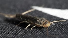 Ándate con ojo si ves estos insectos en casa: son síntoma de un gran problema