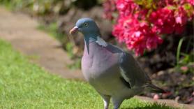 Aleja a las palomas de tu jardín: este es el truco definitivo con el que no hacerles daño