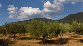 Una investigación sobre el polen acaba con un hallazgo sobre el aceite de oliva que obliga a reescribir la historia