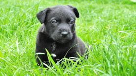 Cómo entender a mi cachorro: 3 consejos que te ayudarán