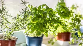 La solución a todos los problemas de tu jardín está en la cáscara que todos tiramos a la basura