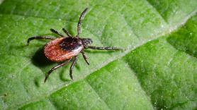 La planta ahuyentadora de garrapatas que debes plantar antes de junio para evitar una plaga de estos molestos ácaros en verano