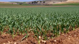 Esta fibra está presente en la verdura base del campo español y es un gran aliado contra el colesterol