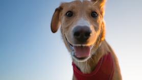 Un nuevo estudio desvela una habilidad especial de los perros: nos entienden más de lo que creemos