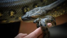 Una anaconda descubierta en el Amazonas amenaza con reescribir los libros de zoología