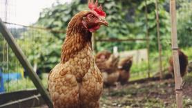 Los abuelos añadían esta mezcla natural a la comida de sus gallinas para crear un cóctel antienfermedades en sus gallineros de autoconsumo