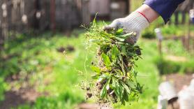 Adiós a las malas hierbas: lleva este ingrediente de la cocina a tu jardín y te librarás de uno de los grandes problemas de la primavera