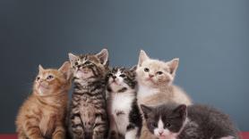 La ciencia sentencia la popular duda sobre la particularidad de los gatos: igual que los humanos