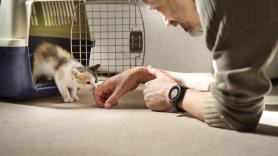 Esto es lo que te diría tu gato si hablara en lugar de olerte