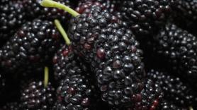 Esta "fruta de las abuelas" tiene 22 veces más calcio que un vaso de leche