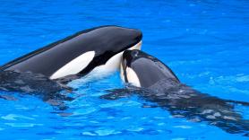 Los internautas escogen el nombre de la nueva orca de Loro Parque y rinde un gran tributo a este precioso espacio natural de Tenerife