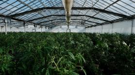 La policía destruye 20 toneladas de cannabis y los vecinos acaban con vómitos y alucinaciones por el humo