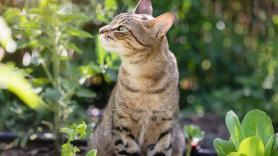 Hay dos soluciones naturales para que tu gato deje de usar tu huerto como arenero