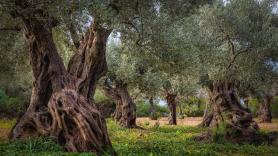 Ni los olivos de Jaén ni los de Córdoba: el mejor está en la otra punta de España y tiene 1.200 años de antigüedad