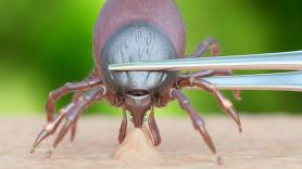 Un cazador experimentado enseña cómo deshacerse de una garrapata con un trozo de la fibra que todos los españoles tienen en su baño