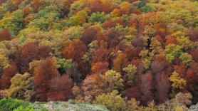 En Italia piden hacer las maletas para visitar en masa el bosque inmortal español "que ha visto el Imperio Romano"