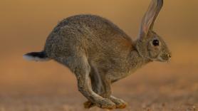 Científicos hallan que los conejos y las liebres transmiten la enfermedad parasitaria que afecta a miles de españoles al año