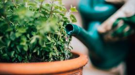 Muchos quitan esta planta del jardín sin saber que es una aniquiladora de plagas