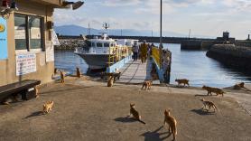 Una remota isla de 1 kilómetro habitada por 4 personas que tienen que alimentar a cerca de 100 gatos