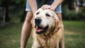 Advertencia urgente de la Guardia Civil para todos los dueños de perros en España por el regreso de la plaga mortal