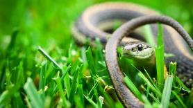 Esta es la señal de advertencia de que tienes una serpiente merodeando escondida en tu jardín