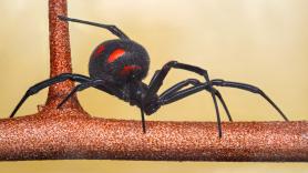 Detectan una plaga que invade las playas de Canarias y Alemania elabora un informe urgente sobre el tema