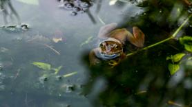 Un ganadero español pasea por un río, ve algo que parece una cadena y descubre un futuro "pelotón"