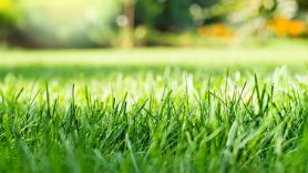Las autoridades alertan de una peligrosa enfermedad infecciosa que está enviando a los jardineros a la UCI