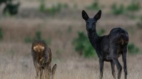 Aparece en Salamanca el esquivo animal sacado de un cuento de hadas y pagan 8.000 euros para poder darle caza