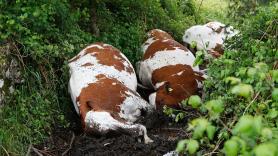 Un rayo fulmina a 27 vacas y la granjera gallega se salva gracias a esta prenda