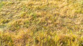 Adiós al césped amarillento: sólo necesitas un utensilio de cocina para que vuelva al verde