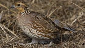 Activan las alarmas tras la liberación de la especie japonesa que amenaza con acabar con la codorniz española