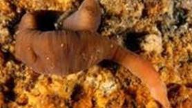Se adentran en la costa más investigada de España sin esperar novedades y tropiezan con el nuevo 'gusano acordeón'
