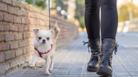 Se conocen el perro más grande y más pequeño del mundo y tienen un rasgo en común que desquicia a muchos