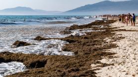 España frena el innovador proyecto de Mango con las plantillas de zapatos con alga invasora