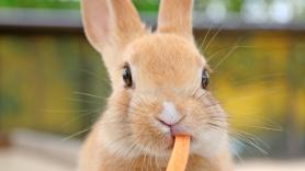Muchos desconocen que el alimento que asocia a los conejos es perjudicial para ellos si lo comen en grandes cantidades