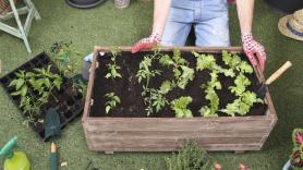 Piden arrancar de los huertos urbanos la hortaliza que muchos españoles cultivan en mayo: es un imán para las plagas