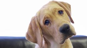 Desvelan qué cuatro comportamientos revelan que tu perro puede estar triste
