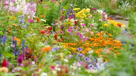 La flor que no necesita casi cuidados, es la alegría del jardín y florece en mayo