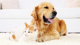 Un veterinario da con la clave para que perros y gatos no sólo convivan en paz, sino que sean amigos