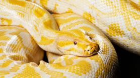 Una rara serpiente albina escapa de su cautiverio y tarda poco y nada en adueñarse de la ciudad