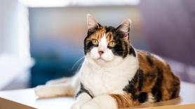 ¿Por qué no hay gatos machos de tres colores? La ciencia lo explica