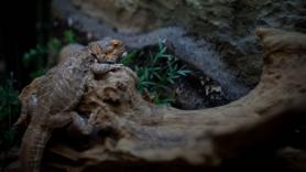 Un enorme depredador de sangre fría se cuela en España y trae consigo un huésped indeseable