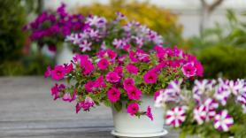 El método originario de Japón con el que mantener las plantas siempre en flor