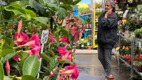 Se acerca una nueva prohibición de la Unión Europea: desaparecerá de los jardines españoles sin remedio
