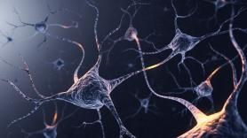 Un neurocirujano revela el té que hace tu cerebro trabaje como una navaja afilada: "Rompe conexiones entre células nerviosas"