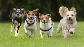 Elaboran la lista de razas de perro más peligrosas y añade el can español que requiere "entrenamiento cuidadoso"