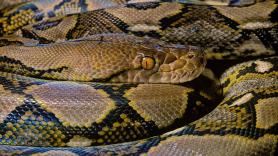 Un niño duerme con una pitón durante años hasta que un día el reptil se cansa de mimos y pasa a la acción
