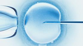 Un experimento científico consigue transformar un ratón macho en hembra