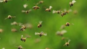 30.000 abejas convierten su chimenea en su nido, el dueño trata de echarlas y le paran justo a tiempo